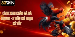Cách Xem Chân Gà Đá 33WIN - 3 Tiêu Chí Chọn Kê Tốt
